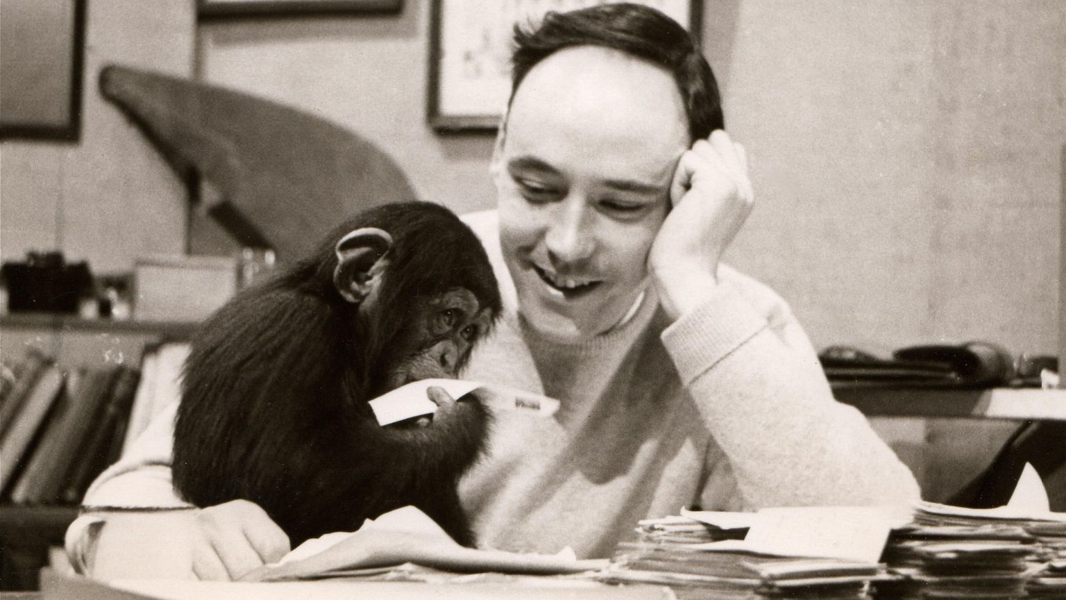 Addio a Desmond Morris. Con "La scimmia nuda" rimise l’uomo dentro lo zoo