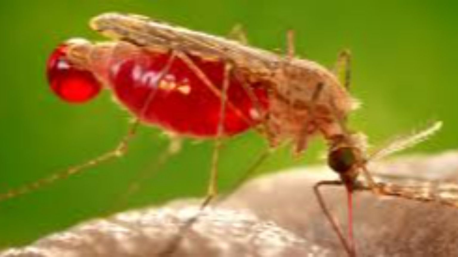 Malaria non ancora sconfitta. Ma i vaccini stanno cambiando tutto