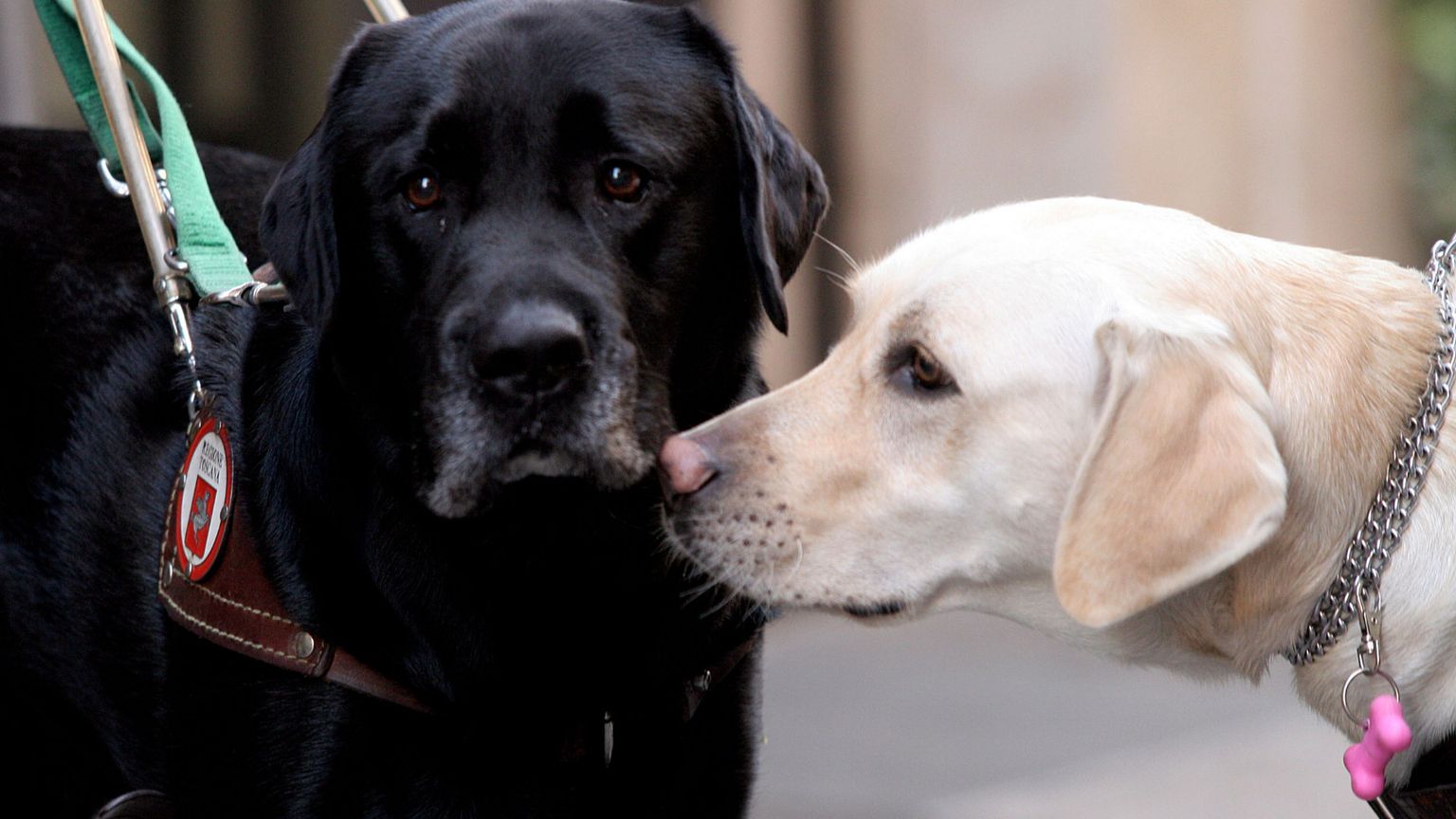 Microchip obbligatorio per cani e gatti, c'è il via libera dell'Europarlamento