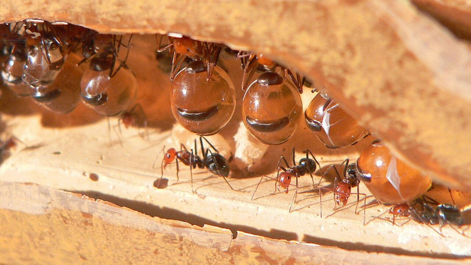 Quanto può costare una piccola formica?
