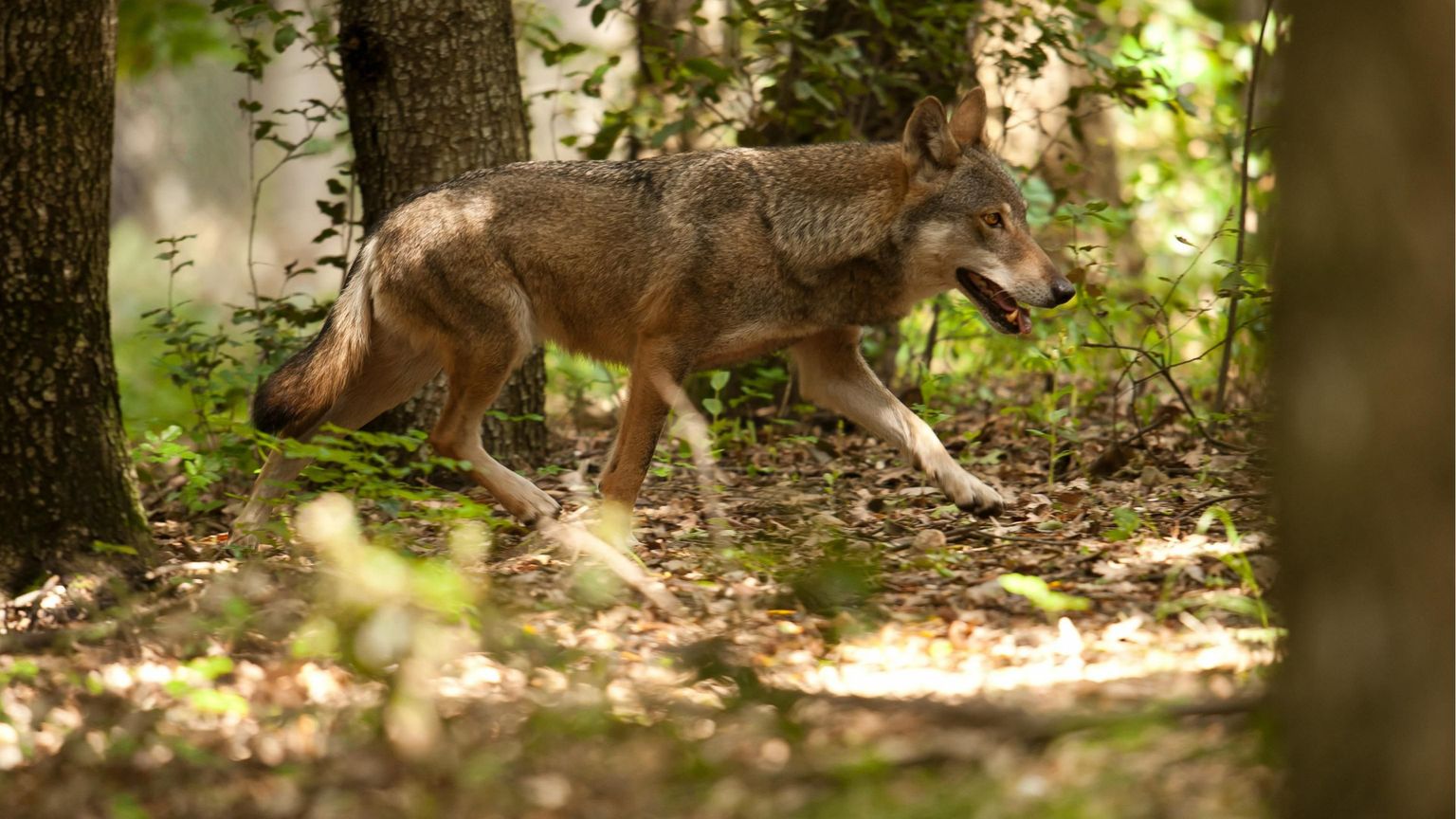 Chi ha paura del lupo? In Trentino il progetto per imparare a conviverci (c'entra l'ascolto)