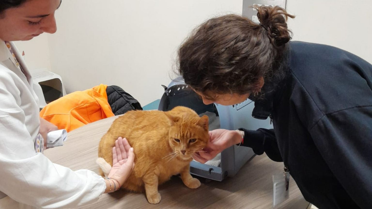 Garbo, pazienza, coccole: in corsia il gatto Pitagora, mascotte della Neuropsichiatria infantile