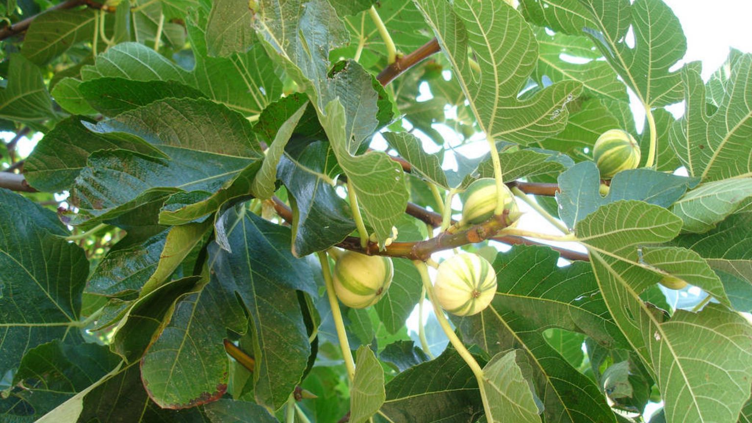 Fragile e delicata come la Sapienza del fico