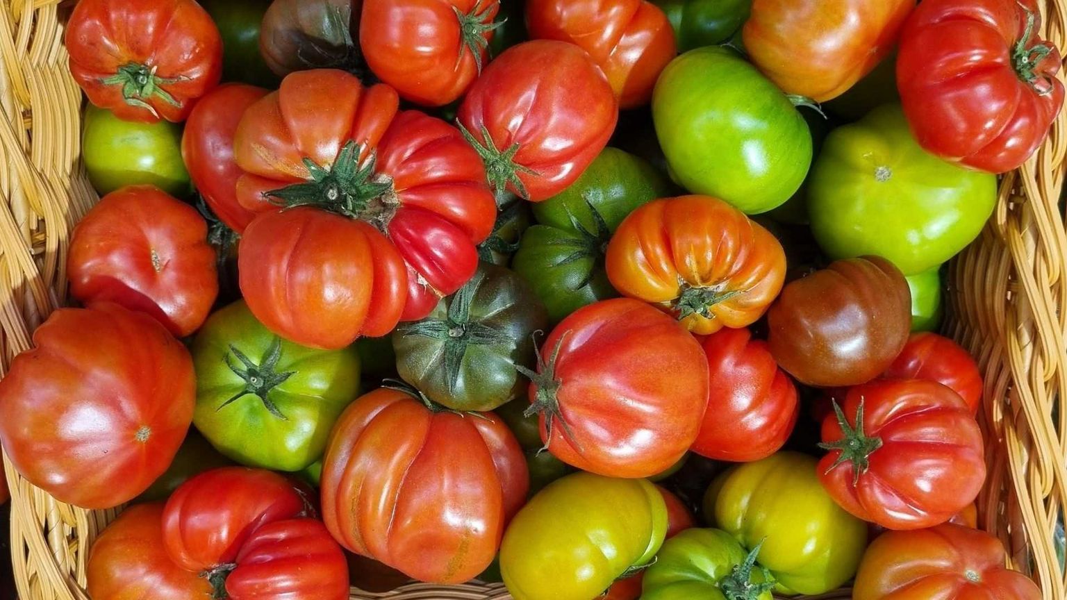 Il sapore rosso della fedeltà: la parabola del pomodoro che non smette di maturare
