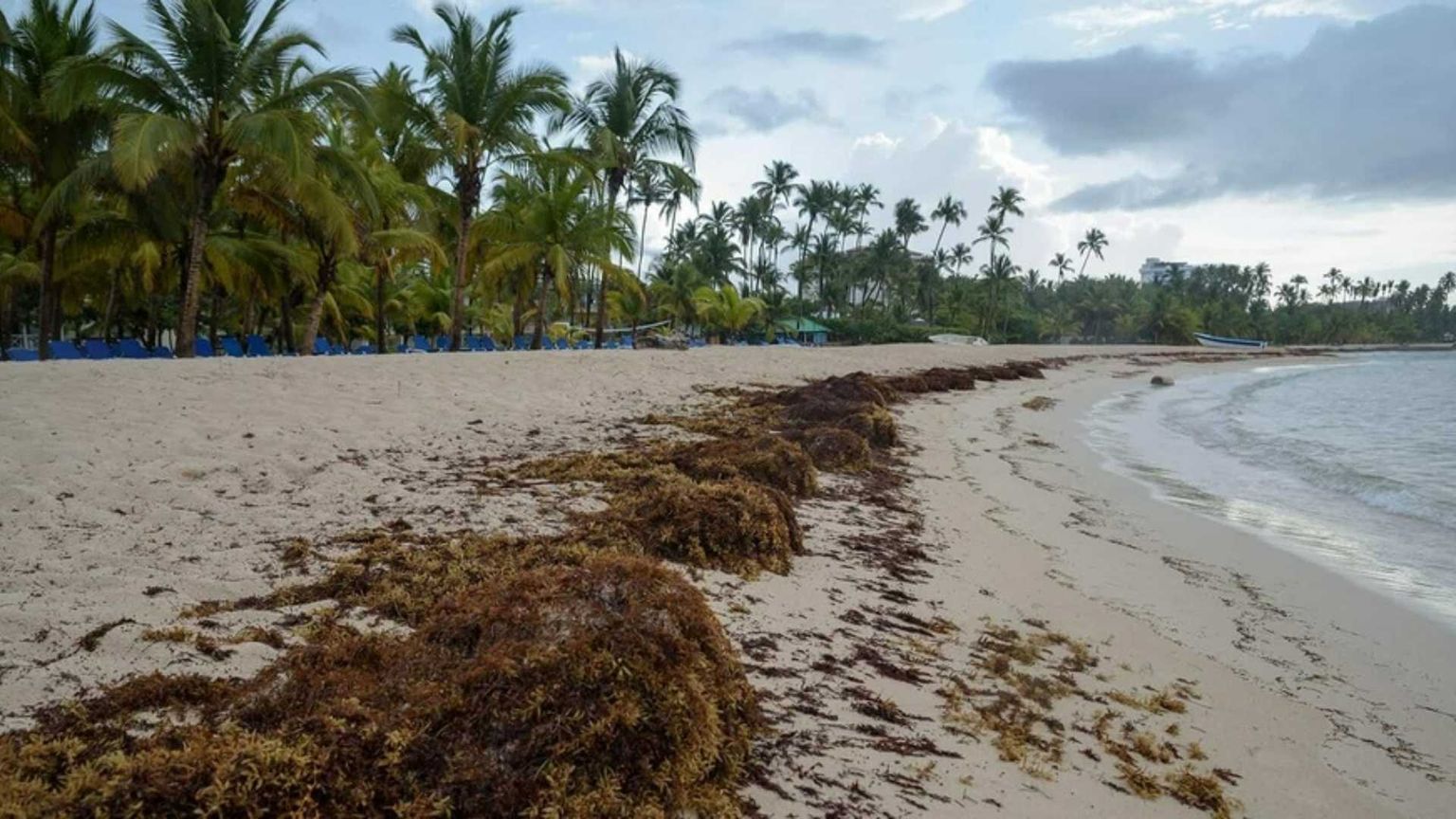 Ecco come il sargasso può aiutare a contrastare il cambiamento climatico