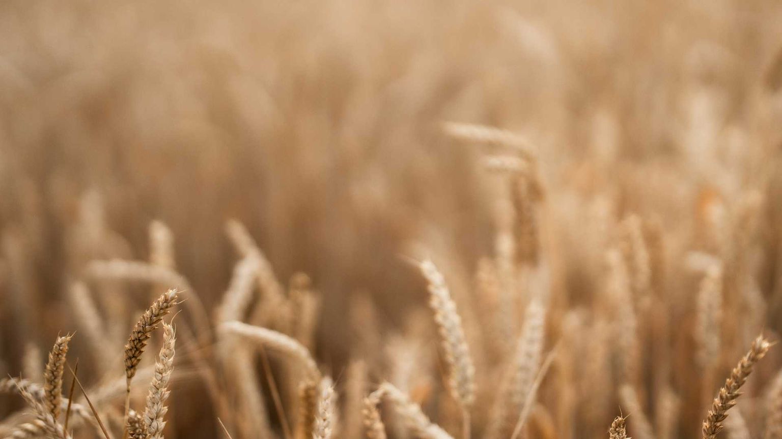 L'IA applicata al cibo. Chi deciderà il pane di domani?