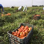 Caporalato, i numeri della schiavitù italiana