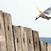 Fatti di non violenza fanno la pace