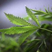 La droga fa male, non dite bugie ai giovani