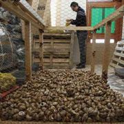 La corsa degli allevatori di lumache. I leader del settore sono a Palermo