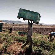 I negrieri delle campagne: 1 euro per ogni cassetta di mandarini