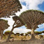 Socotra, l'isola contesa da Emirati e Arabia