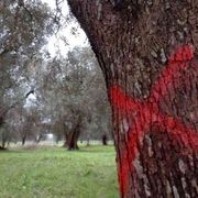Xylella, ulivi tutti da abbattere. «La Puglia è in ginocchio»