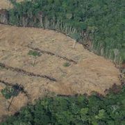 Così l'attacco alla biodiversità sta favorendo le pandemie