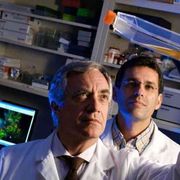 Dalle staminali i farmaci anticovid, il punto sugli studi