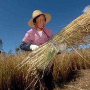 Prezzi del cibo, la speculazione sta affamando i più poveri