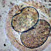 Embrioni in provetta contesi, i giudici: «Può decidere solo la donna»