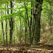 Sulla tassonomia degli investimenti la politica batte la scienza