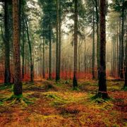 Contro l'energia prodotta bruciando gli alberi