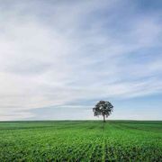 Ma quella Stella dell'ecologia non brilla più come all'alba