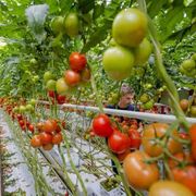 Produzione a chilometro zero non significa ritorno al passato