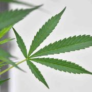 Cannabis «legale»? Webinar e Quaderno di Scienza & Vita