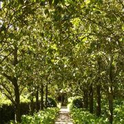 Cooperare come piante, strategia per il futuro