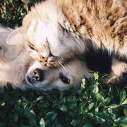 Simbiosi e cooperazione: il buon esempio lo dà la natura