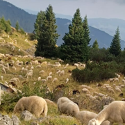 Se il pastore può essere anche un mestiere per giovani