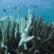 I consumi eccessivi dei ricchi sono un pericolo per le specie viventi