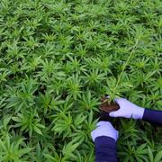 L'illusione della droga "leggera" messaggio sbagliato per i giovani