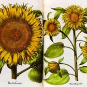 "Rara Herbaria": i semi della scienza fioriti grazie al disegno