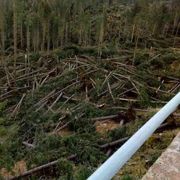 Tempeste, incendi, bostrico... Come tutelare le nostre foreste