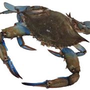 Dai granchi blu alle nutrie: quanto ci costa l'invasione degli “alieni”