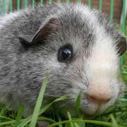 Un criceto da salvare: in cerca di alternative alle cavie da laboratorio