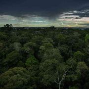 Uno stress test per l'Amazzonia: alla prova il polmone della Terra