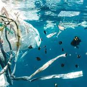 Per salvare gli oceani il 2024 sarà l'anno decisivo