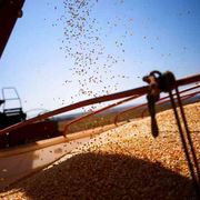 Pollo, soia e mais: così il Brasile è la grande fattoria della Cina