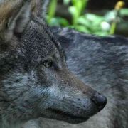 La «Messa del lupo» è contro gli animali? La Valle Strona si ribella