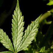 Cannabis legale: perché non è una buona idea per la salute (e non solo)