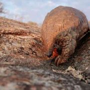 L'uomo trasmette più virus agli animali di quanti ne riceva da loro