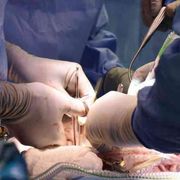 Organi da animali, tutti gli interrogativi etici