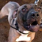 Un'altra bambina è stata ferita gravemente da un pitbull