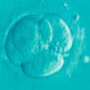 «Produrre gameti umani, sbagliato e impossibile: perché insistere?»