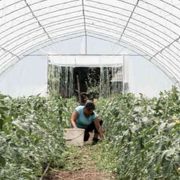 Irina e le altre, madri nei campi d'Italia (che i figli non riconoscono più)