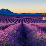 È tempo di lavanda, la Provenza si colora di viola