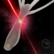 «Con la luce rigeneriamo i tessuti». Così le staminali si "accendono"