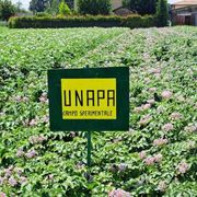 La sfida delle patate: si possono produrre usando (molta) meno acqua