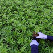 Normalizzare Cbd e Thc aumenta il consumo di sostanze