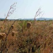 In Puglia acqua con il contagocce dai rubinetti e per i campi agricoli